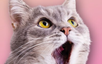 Fachtag: MACH nicht so ein DRAMA!